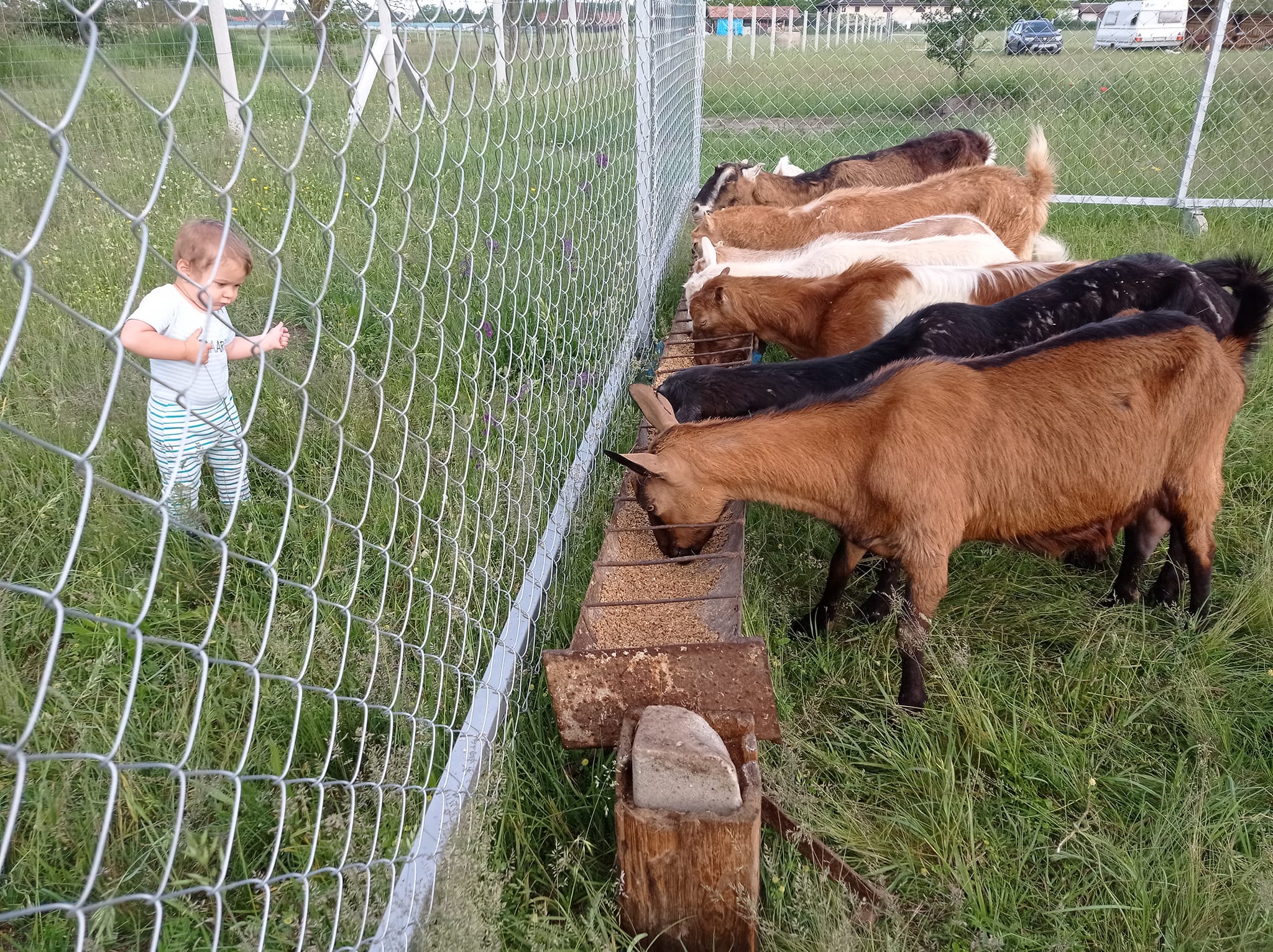Tövis Farm kecskéink
