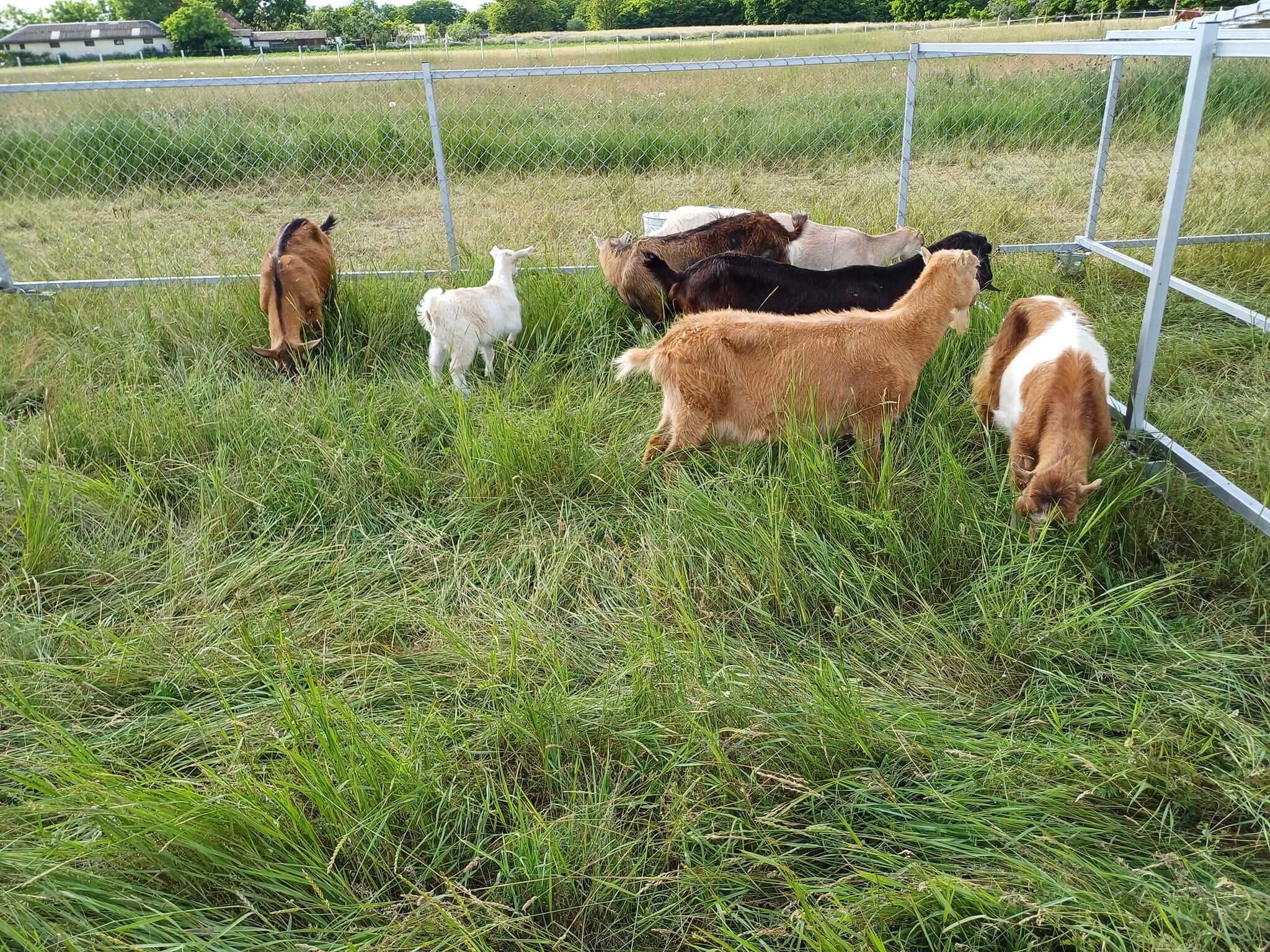 Tövis Farm kecskéink
