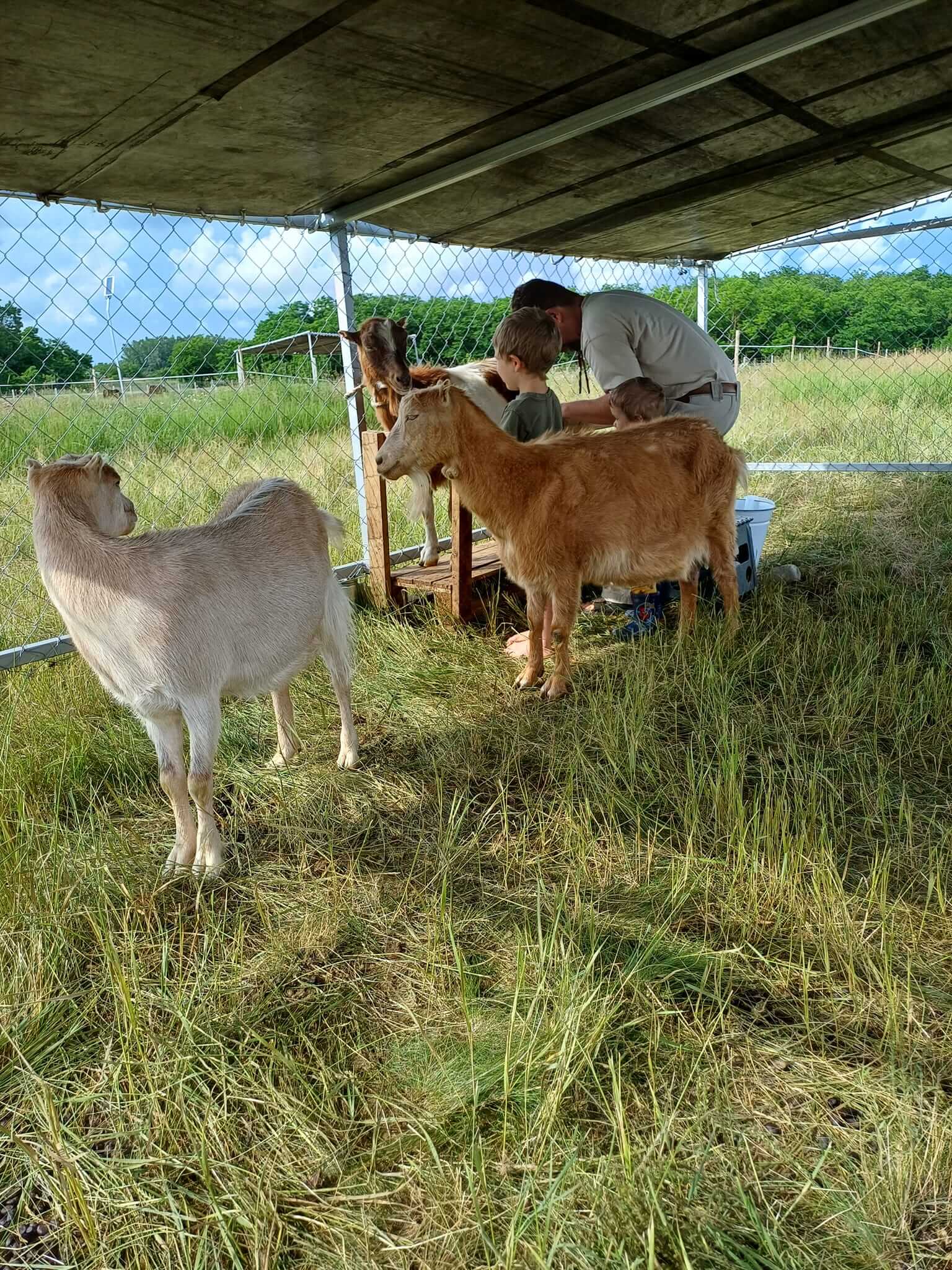 Tövis Farm kecskéink