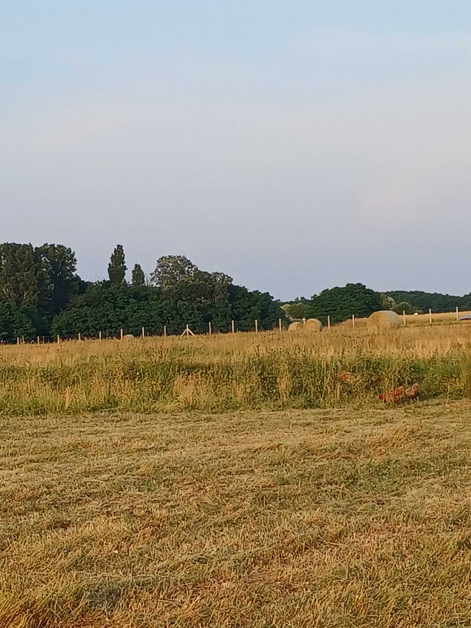 Tövis Farm legelőnk