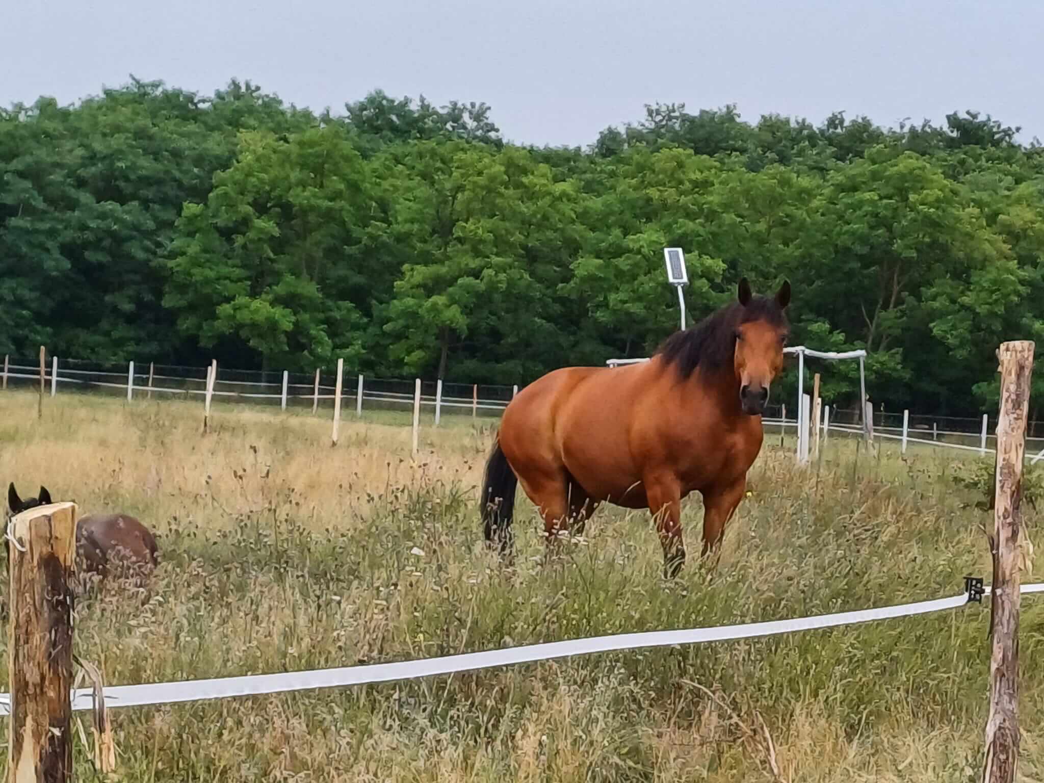 Tövis Farm lovak